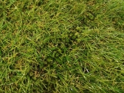 Искусственная трава GRASS MIX 30мм